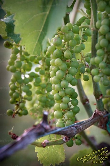 Deer Run Winery - Grape Cluster 2012
